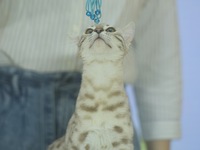 Purebred cats compete at the 2024 Hangzhou International Purebred Cat Tasting Competition in Hangzhou, China, on September 22, 2024. (