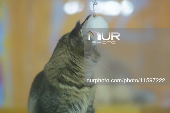 Purebred cats compete at the 2024 Hangzhou International Purebred Cat Tasting Competition in Hangzhou, China, on September 22, 2024. 