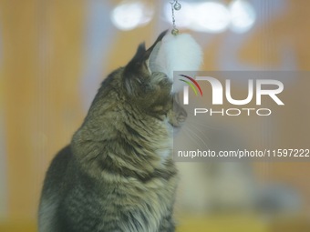 Purebred cats compete at the 2024 Hangzhou International Purebred Cat Tasting Competition in Hangzhou, China, on September 22, 2024. (