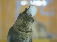 Purebred cats compete at the 2024 Hangzhou International Purebred Cat Tasting Competition in Hangzhou, China, on September 22, 2024. (