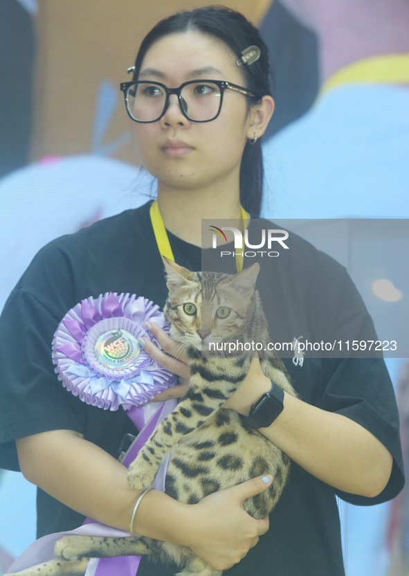 Purebred cats compete at the 2024 Hangzhou International Purebred Cat Tasting Competition in Hangzhou, China, on September 22, 2024. 