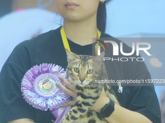 Purebred cats compete at the 2024 Hangzhou International Purebred Cat Tasting Competition in Hangzhou, China, on September 22, 2024. (