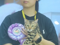 Purebred cats compete at the 2024 Hangzhou International Purebred Cat Tasting Competition in Hangzhou, China, on September 22, 2024. (