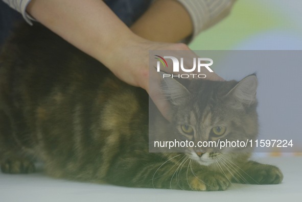 Purebred cats compete at the 2024 Hangzhou International Purebred Cat Tasting Competition in Hangzhou, China, on September 22, 2024. 