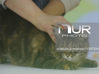 Purebred cats compete at the 2024 Hangzhou International Purebred Cat Tasting Competition in Hangzhou, China, on September 22, 2024. (