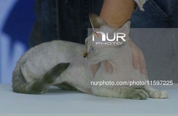 Purebred cats compete at the 2024 Hangzhou International Purebred Cat Tasting Competition in Hangzhou, China, on September 22, 2024. 