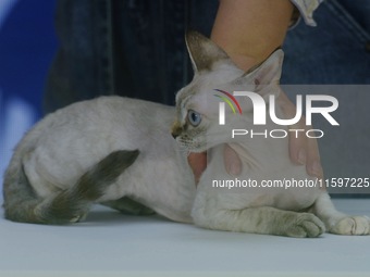 Purebred cats compete at the 2024 Hangzhou International Purebred Cat Tasting Competition in Hangzhou, China, on September 22, 2024. (