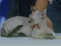 Purebred cats compete at the 2024 Hangzhou International Purebred Cat Tasting Competition in Hangzhou, China, on September 22, 2024. (