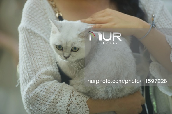 Purebred cats compete at the 2024 Hangzhou International Purebred Cat Tasting Competition in Hangzhou, China, on September 22, 2024. 