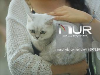 Purebred cats compete at the 2024 Hangzhou International Purebred Cat Tasting Competition in Hangzhou, China, on September 22, 2024. (