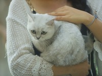 Purebred cats compete at the 2024 Hangzhou International Purebred Cat Tasting Competition in Hangzhou, China, on September 22, 2024. (