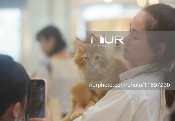 Purebred cats compete at the 2024 Hangzhou International Purebred Cat Tasting Competition in Hangzhou, China, on September 22, 2024. 