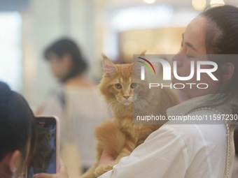 Purebred cats compete at the 2024 Hangzhou International Purebred Cat Tasting Competition in Hangzhou, China, on September 22, 2024. (