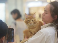 Purebred cats compete at the 2024 Hangzhou International Purebred Cat Tasting Competition in Hangzhou, China, on September 22, 2024. (