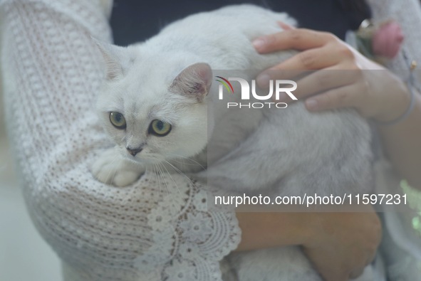 Purebred cats compete at the 2024 Hangzhou International Purebred Cat Tasting Competition in Hangzhou, China, on September 22, 2024. 