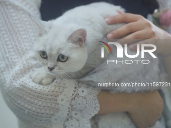 Purebred cats compete at the 2024 Hangzhou International Purebred Cat Tasting Competition in Hangzhou, China, on September 22, 2024. (