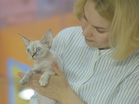 Purebred cats compete at the 2024 Hangzhou International Purebred Cat Tasting Competition in Hangzhou, China, on September 22, 2024. (