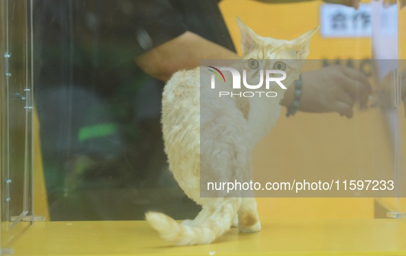 Purebred cats compete at the 2024 Hangzhou International Purebred Cat Tasting Competition in Hangzhou, China, on September 22, 2024. 