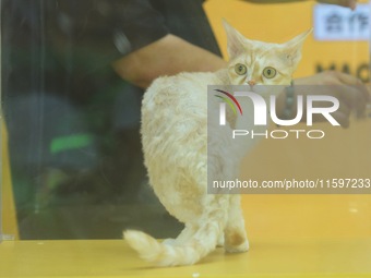 Purebred cats compete at the 2024 Hangzhou International Purebred Cat Tasting Competition in Hangzhou, China, on September 22, 2024. (