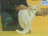 Purebred cats compete at the 2024 Hangzhou International Purebred Cat Tasting Competition in Hangzhou, China, on September 22, 2024. (