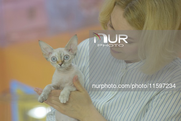 Purebred cats compete at the 2024 Hangzhou International Purebred Cat Tasting Competition in Hangzhou, China, on September 22, 2024. 