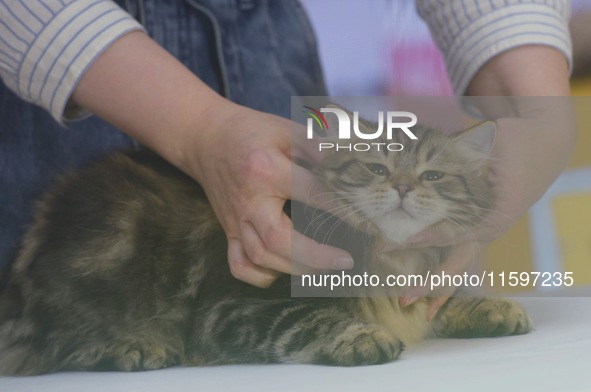 Purebred cats compete at the 2024 Hangzhou International Purebred Cat Tasting Competition in Hangzhou, China, on September 22, 2024. 