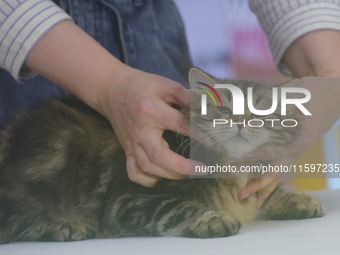 Purebred cats compete at the 2024 Hangzhou International Purebred Cat Tasting Competition in Hangzhou, China, on September 22, 2024. (