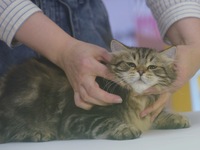 Purebred cats compete at the 2024 Hangzhou International Purebred Cat Tasting Competition in Hangzhou, China, on September 22, 2024. (