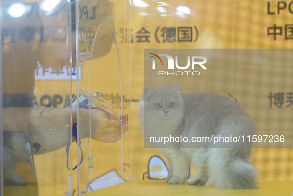 Purebred cats compete at the 2024 Hangzhou International Purebred Cat Tasting Competition in Hangzhou, China, on September 22, 2024. 