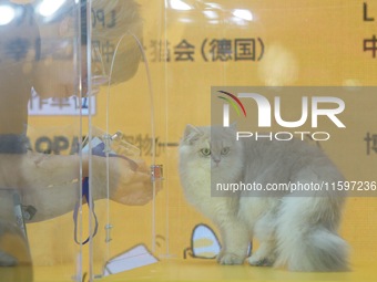 Purebred cats compete at the 2024 Hangzhou International Purebred Cat Tasting Competition in Hangzhou, China, on September 22, 2024. (