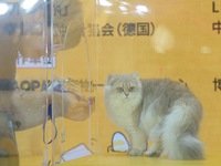 Purebred cats compete at the 2024 Hangzhou International Purebred Cat Tasting Competition in Hangzhou, China, on September 22, 2024. (