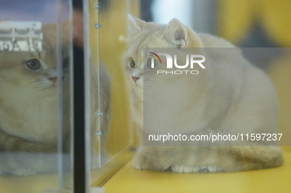 Purebred cats compete at the 2024 Hangzhou International Purebred Cat Tasting Competition in Hangzhou, China, on September 22, 2024. 