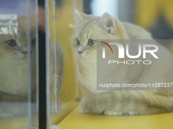 Purebred cats compete at the 2024 Hangzhou International Purebred Cat Tasting Competition in Hangzhou, China, on September 22, 2024. (