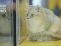 Purebred cats compete at the 2024 Hangzhou International Purebred Cat Tasting Competition in Hangzhou, China, on September 22, 2024. (