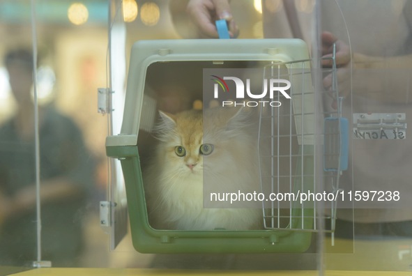 Purebred cats compete at the 2024 Hangzhou International Purebred Cat Tasting Competition in Hangzhou, China, on September 22, 2024. 