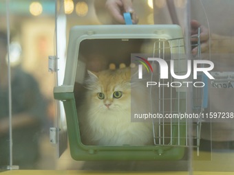 Purebred cats compete at the 2024 Hangzhou International Purebred Cat Tasting Competition in Hangzhou, China, on September 22, 2024. (