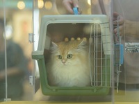 Purebred cats compete at the 2024 Hangzhou International Purebred Cat Tasting Competition in Hangzhou, China, on September 22, 2024. (