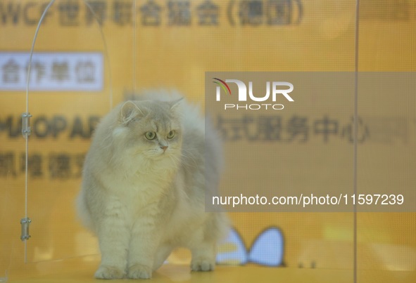 Purebred cats compete at the 2024 Hangzhou International Purebred Cat Tasting Competition in Hangzhou, China, on September 22, 2024. 