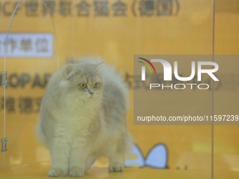 Purebred cats compete at the 2024 Hangzhou International Purebred Cat Tasting Competition in Hangzhou, China, on September 22, 2024. (