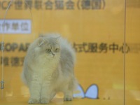 Purebred cats compete at the 2024 Hangzhou International Purebred Cat Tasting Competition in Hangzhou, China, on September 22, 2024. (