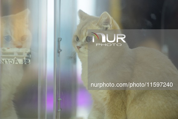 Purebred cats compete at the 2024 Hangzhou International Purebred Cat Tasting Competition in Hangzhou, China, on September 22, 2024. 