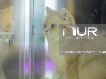 Purebred cats compete at the 2024 Hangzhou International Purebred Cat Tasting Competition in Hangzhou, China, on September 22, 2024. (