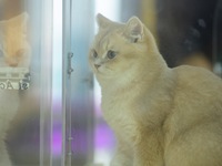 Purebred cats compete at the 2024 Hangzhou International Purebred Cat Tasting Competition in Hangzhou, China, on September 22, 2024. (