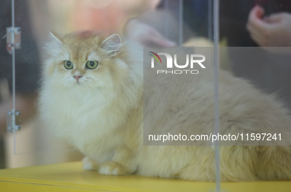 Purebred cats compete at the 2024 Hangzhou International Purebred Cat Tasting Competition in Hangzhou, China, on September 22, 2024. 