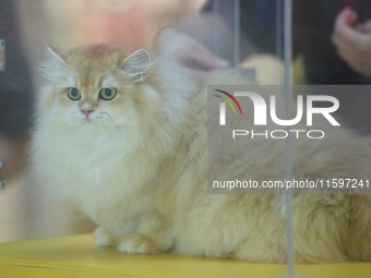 Purebred cats compete at the 2024 Hangzhou International Purebred Cat Tasting Competition in Hangzhou, China, on September 22, 2024. (