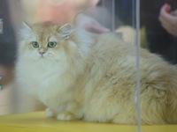 Purebred cats compete at the 2024 Hangzhou International Purebred Cat Tasting Competition in Hangzhou, China, on September 22, 2024. (