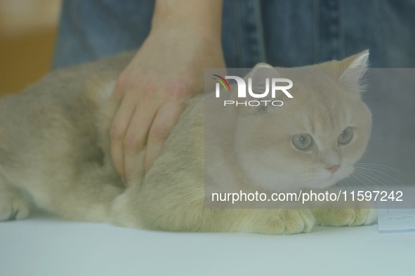 Purebred cats compete at the 2024 Hangzhou International Purebred Cat Tasting Competition in Hangzhou, China, on September 22, 2024. 