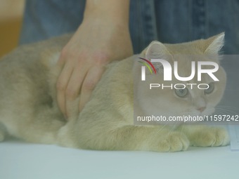 Purebred cats compete at the 2024 Hangzhou International Purebred Cat Tasting Competition in Hangzhou, China, on September 22, 2024. (