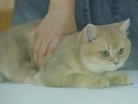 Purebred cats compete at the 2024 Hangzhou International Purebred Cat Tasting Competition in Hangzhou, China, on September 22, 2024. (