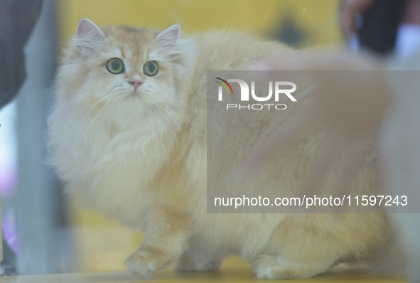 Purebred cats compete at the 2024 Hangzhou International Purebred Cat Tasting Competition in Hangzhou, China, on September 22, 2024. 